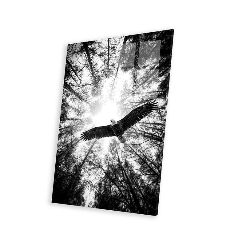 «Master of Heaven», Bold Eagle, reproduction en noir et blanc sur verre acrylique