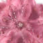 Ornement de Noël pelucheux en forme d'étoile à plumes avec cœurs - 12 po - rose