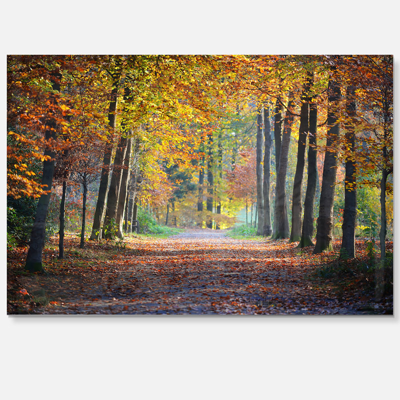 Wide Pathway in Yellow Fall Forest - Photograph Print, No Frame, 12" H x 20" W x 2" D