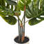 37 plantes