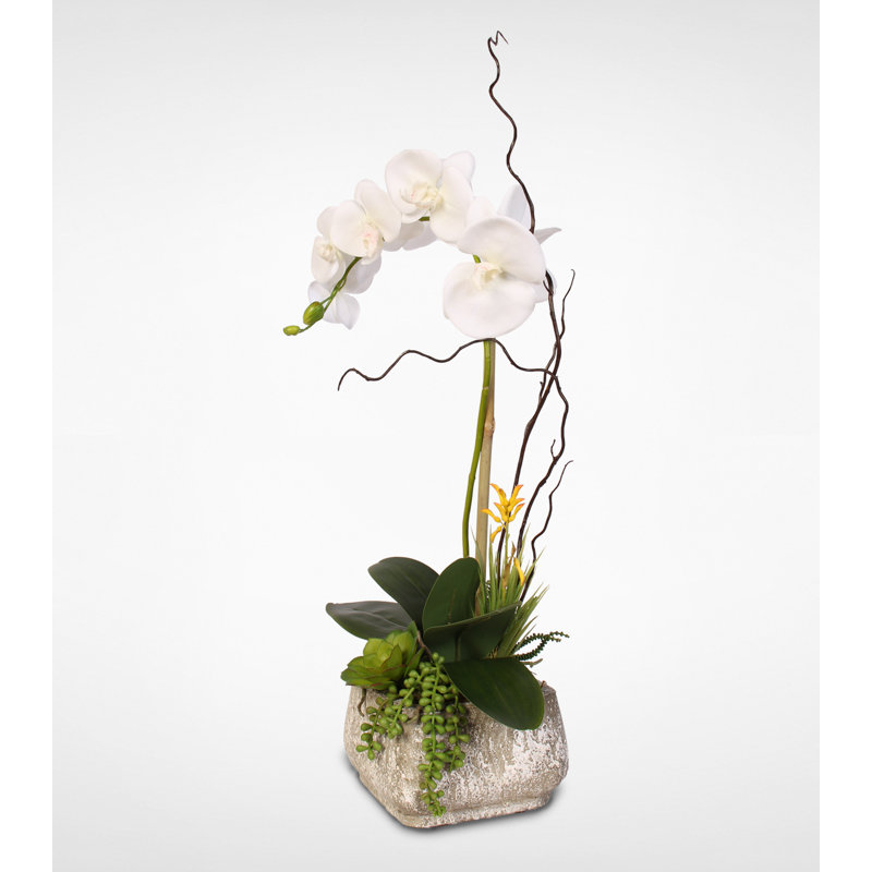Arrangement floral phalaenopsis orchidées en pot