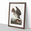 Common Buzzard & Rabbit by John Audubon - Picture Frame Painting Print-55686109-55686113