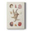Knorr Shells & Coral II - galerie sur mesure-1891786625