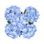 Hortensia de luxe-202412971