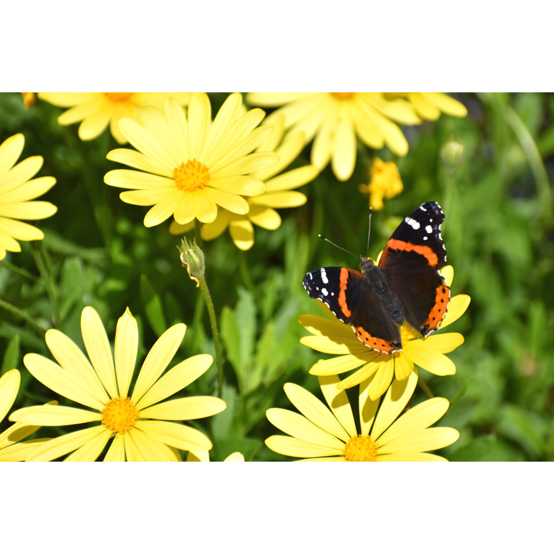 Schmetterling - Foto ohne Rahmen auf Leinwand