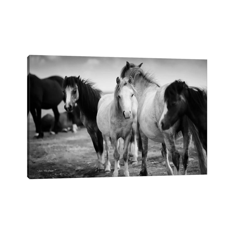 Black And White Horses - Print on Canvas, Wrapped Canvas, 45.72cm H x 66.04cm W x 1.91cm D