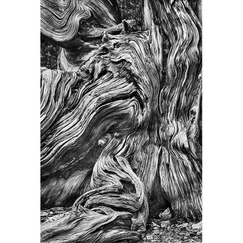 Bristlecone Study I Print by Harold Davis, Glass Coat, 81" H x 54" W