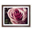 An Exceptional Rose Flower - Framed Print-758606175-758606172