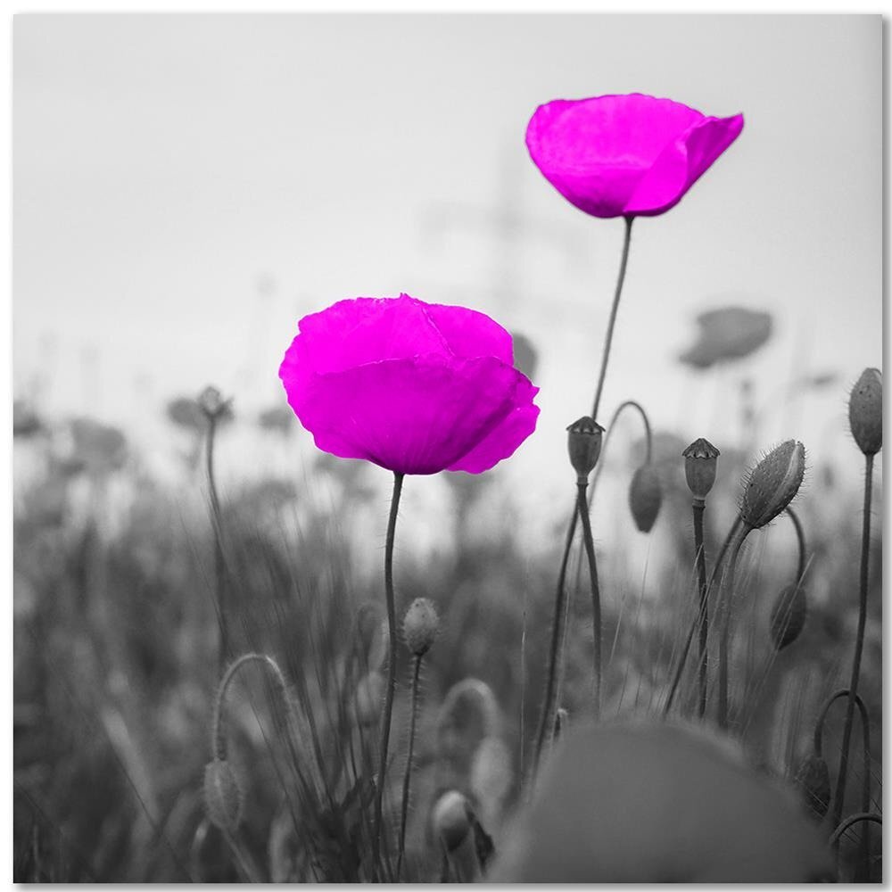 Leinwandbild Lila Mohnblumen auf der Wiese