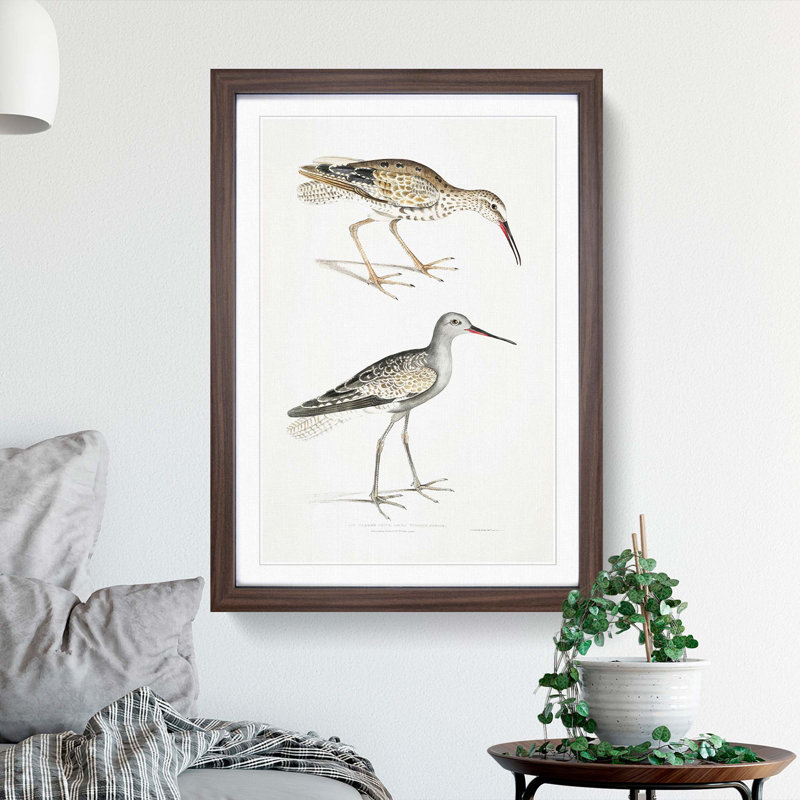 Snipe Bird Illustrations by John Edward Gray - Picture Frame Painting Print, 48cm H x 36cm W x 2cm D, Walnut Framed