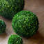 Boxwood Plant in-205586226