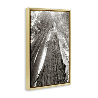 Ancient Redwood Forest Floater Canvas by Nathan Larson