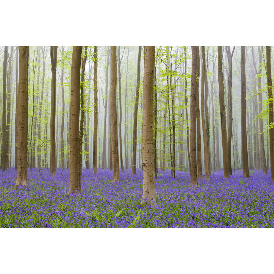 Buchenwald im Frühling von Sjo - Drucken