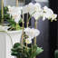 Barclay Butera Orchid In Ceramic Pot