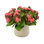 Kalanchoe Arrangement in Fiberstone Pot