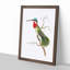 Stripe-Cheeked Hummingbird by George Shaw - Framed Print-55642222-55642226