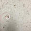 6" x 6" SeaStone Cement Cut Shell Scroll Fossil Bevel Edge Medallion Tile in Beige