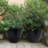 COOLBEBE Outdoor Concrete Planter Morden Indoor Planter Pots, Large Planters with Drainage Hole and Rubber Plug, Round Flower Pots for Garden, Patio and Office-876906505-891286463