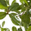 Olive artificielle en pot