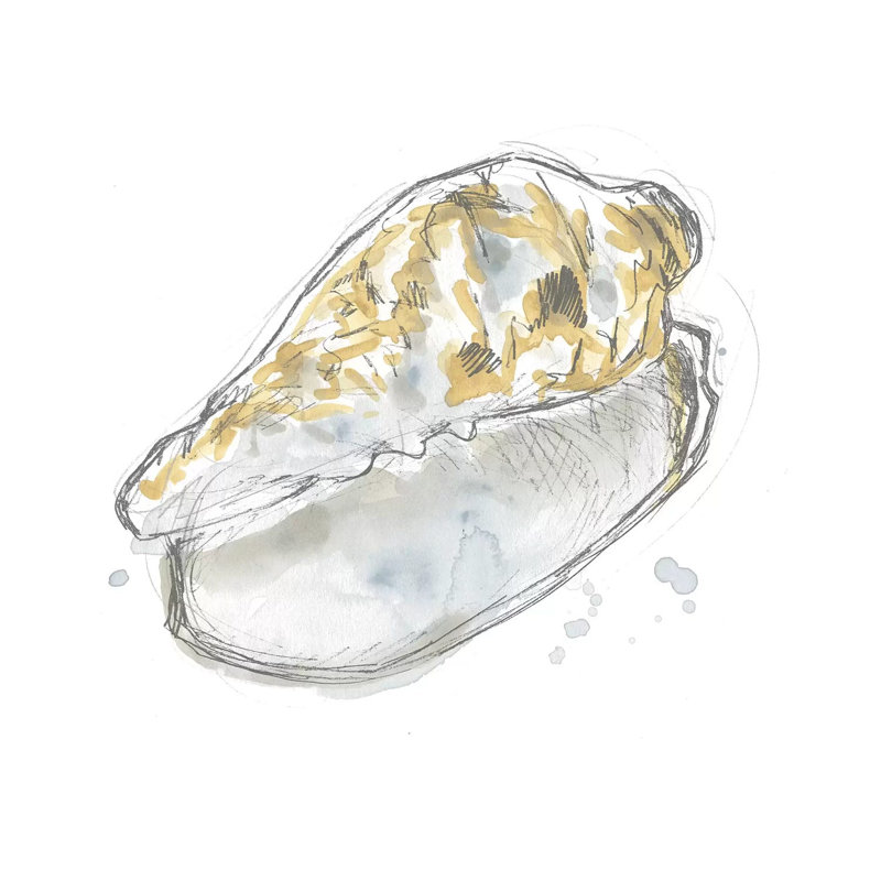 Citron Shell Sketch IV by June Erica Vess - Wrapped Canvas Gallery-Wrapped Canvas Giclée, 45.72 cm H x 45.72 cm W