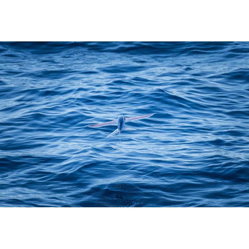 Flying Fish In The Air by Kemter - Wrapped Canvas Print, 30cm H x 46cm W
