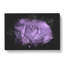 Lone Purple Rose - Wrapped Canvas-56643567