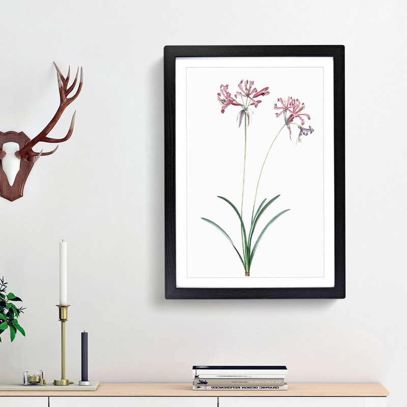 Nerine Lily Flowers by Pierre-Joseph Redoute - Picture Frame Painting Print, Black Framed, 36cm H x 27cm W x 2cm D