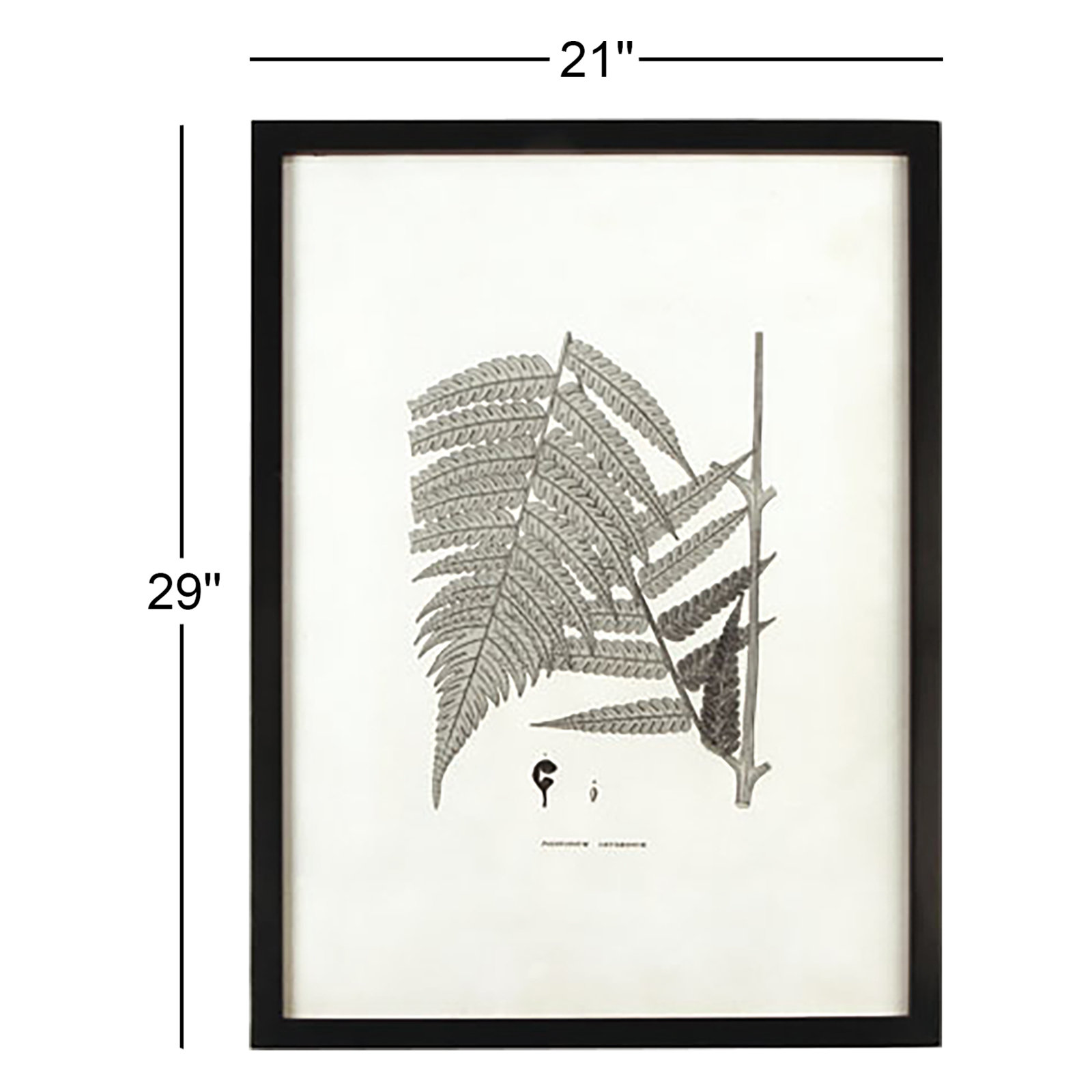 Welles Gray-Tone Fern Monochromatic Prints, Set of 6
