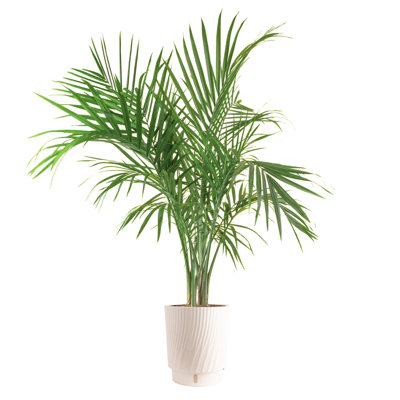 Majesty Palm Tree in Planter