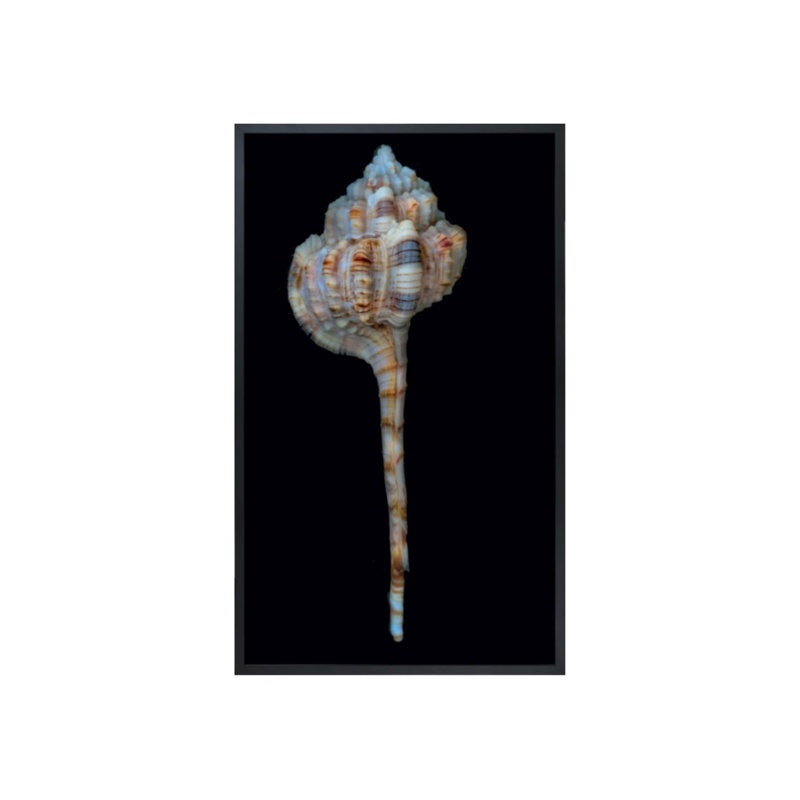Shell Study I Print by Harold Davis, Matte