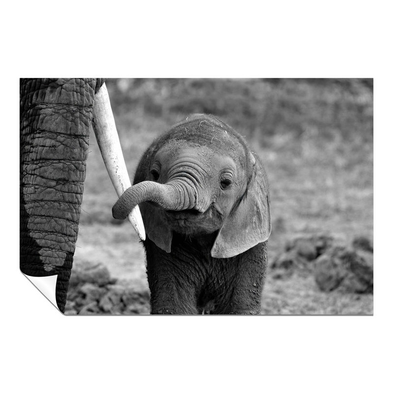 Baby Elephant Holding Mother's Tusk Close Up - No Frame Print, 76cm H x 51cm W
