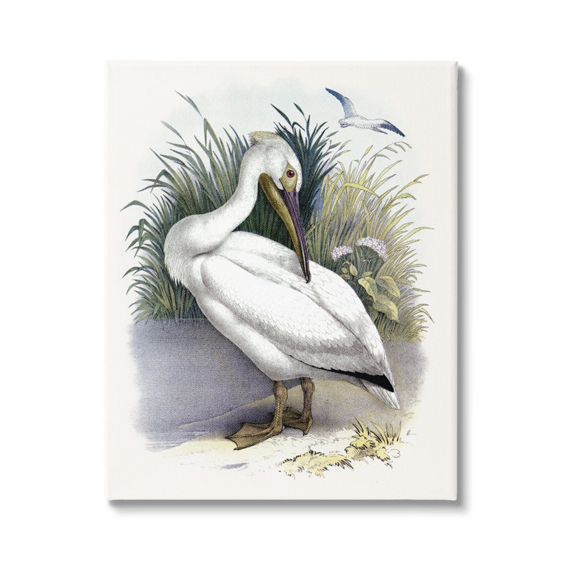 Pélican blanc qui se blottit sur le rivage de Grassy par Piddi - peinture à cadre flottant, H 20 po x l 16 po x P 1,5 po