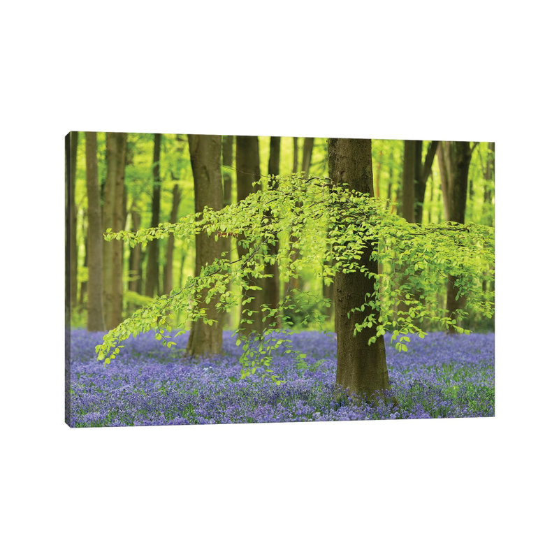 Bluebell Forest by Adam Burton - Wrapped Canvas Print, 20.32 cm H x 30.48 cm W