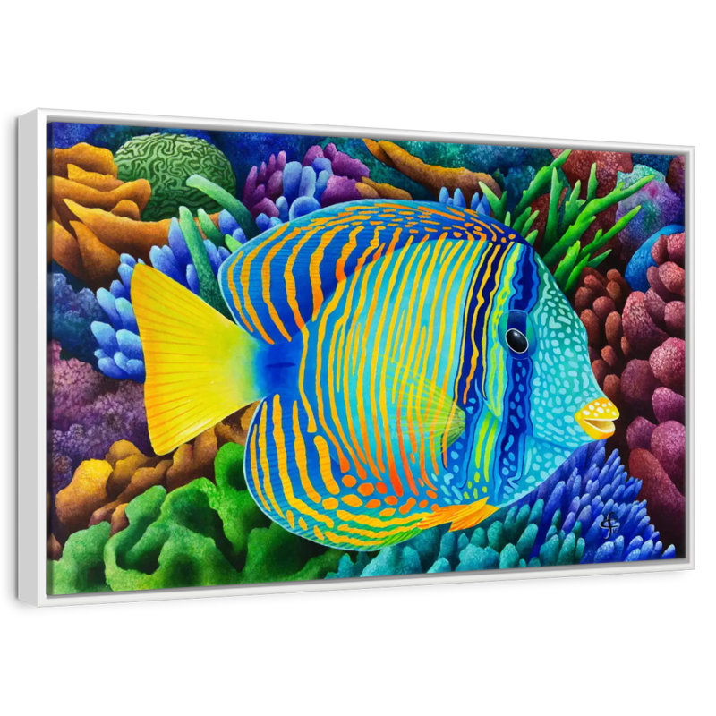 Sailfin Tang, Cadre flottant blanc, 13 po x 9 po