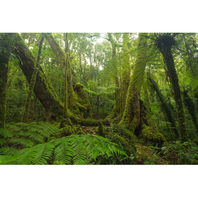 Australian Rainforest by Oxime - Wrapped Canvas Print