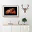 Highland Cow in the Shadows - Picture Frame Painting Print-55580275-55580276