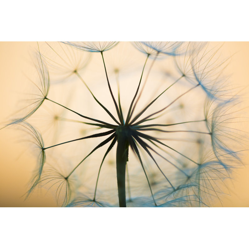 Dandelion by Zozzzzo - Wrapped Canvas Print, 30cm H x 46cm W
