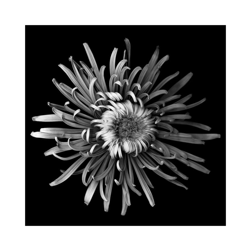 Mum Special I by Magda Indigo - Wrapped Canvas Print, 30.48cm H x 30.48cm W x 1.91cm D
