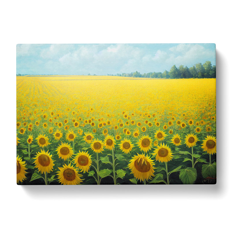 Timeless Sunflower Field - Wrapped Canvas Print, 35cm H x 50cm W x 3cm D
