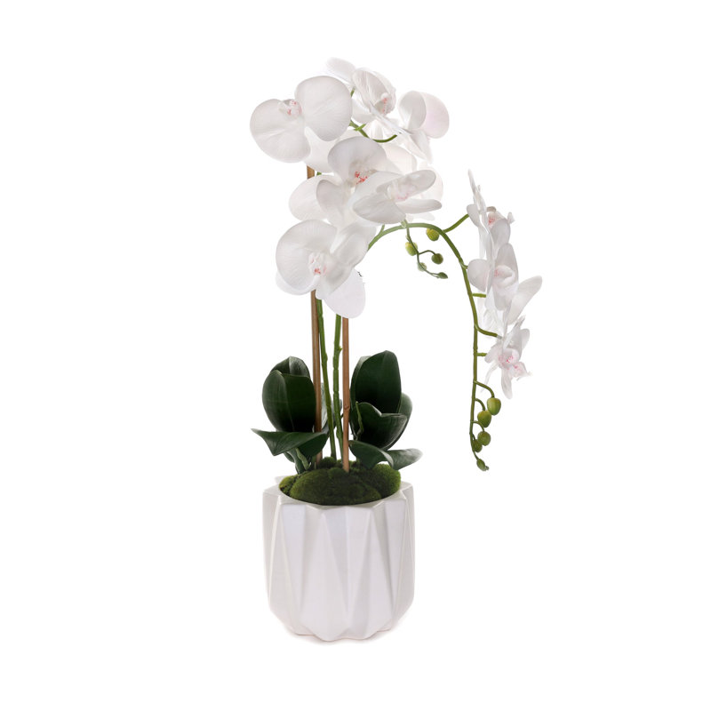 Orchidées phalaenopsis en pot Real Dimension, Blanc