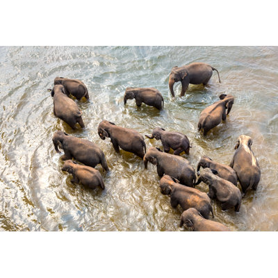 Herd Of Elephants by Bloodua - Wrapped Canvas Print