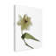 «Xray Tulip II» par Judy Stalus, impression sur toile-252625183