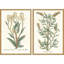 Botanical Plants III Set by Giclee Studio