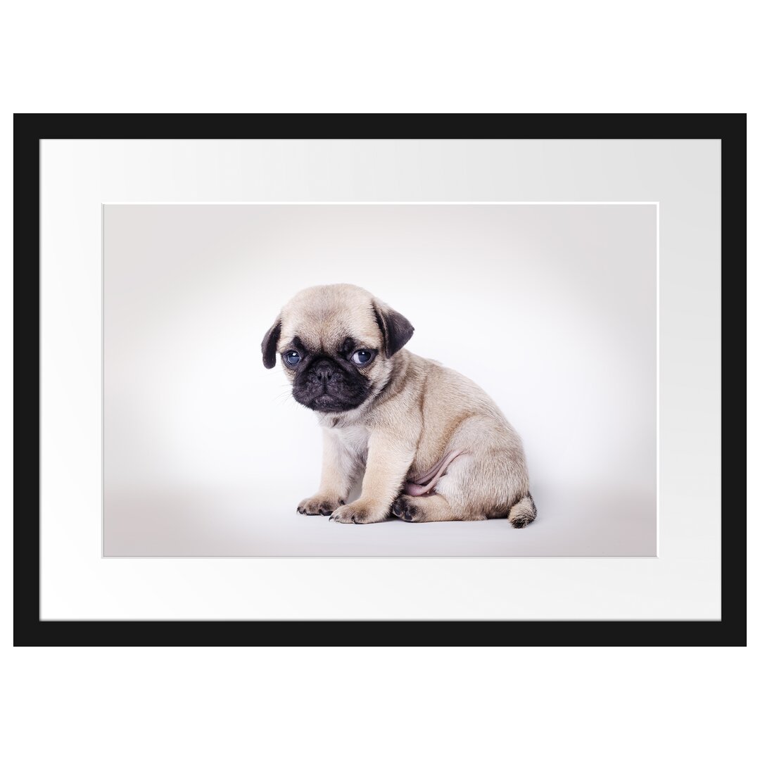 Gerahmtes Poster Kleiner Hundewelpe Mops