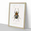 Beetle Illustration PL.6 by Charles D'Orbigny Framed Print-55543996-55543999