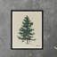 Evergreen Print