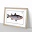 Mullet Fish by M.E. Bloch - Picture Frame Painting Print-55580893-55580894