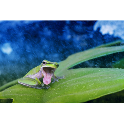 Green Frog Singing by Oxign - Wrapped Canvas Print