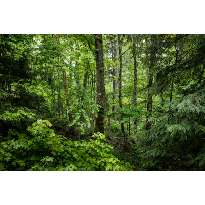 " Lush Green Forest "