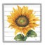 «Yellow Sunflower Blossom Bold Petals», conception rustique par Elizabeth Medley - impression